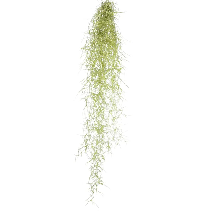 Tillandsia usneoides potted houseplant in nursery pot on white background, product photo 2.