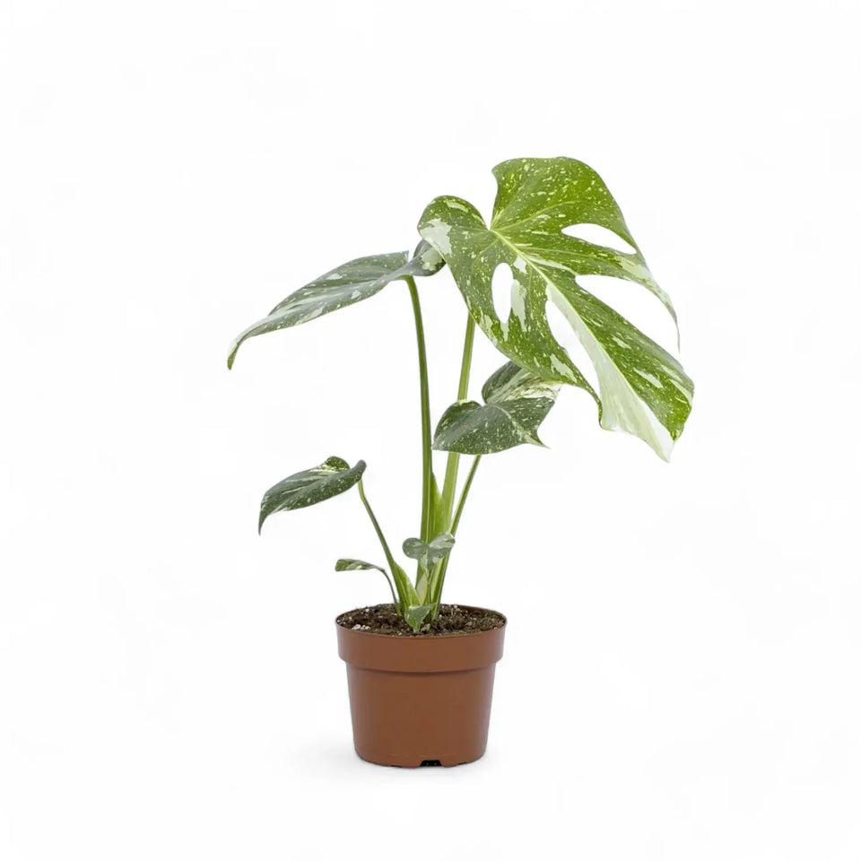 Monstera 'Thai Constellation' potted houseplant in nursery pot on white background, product photo 11.