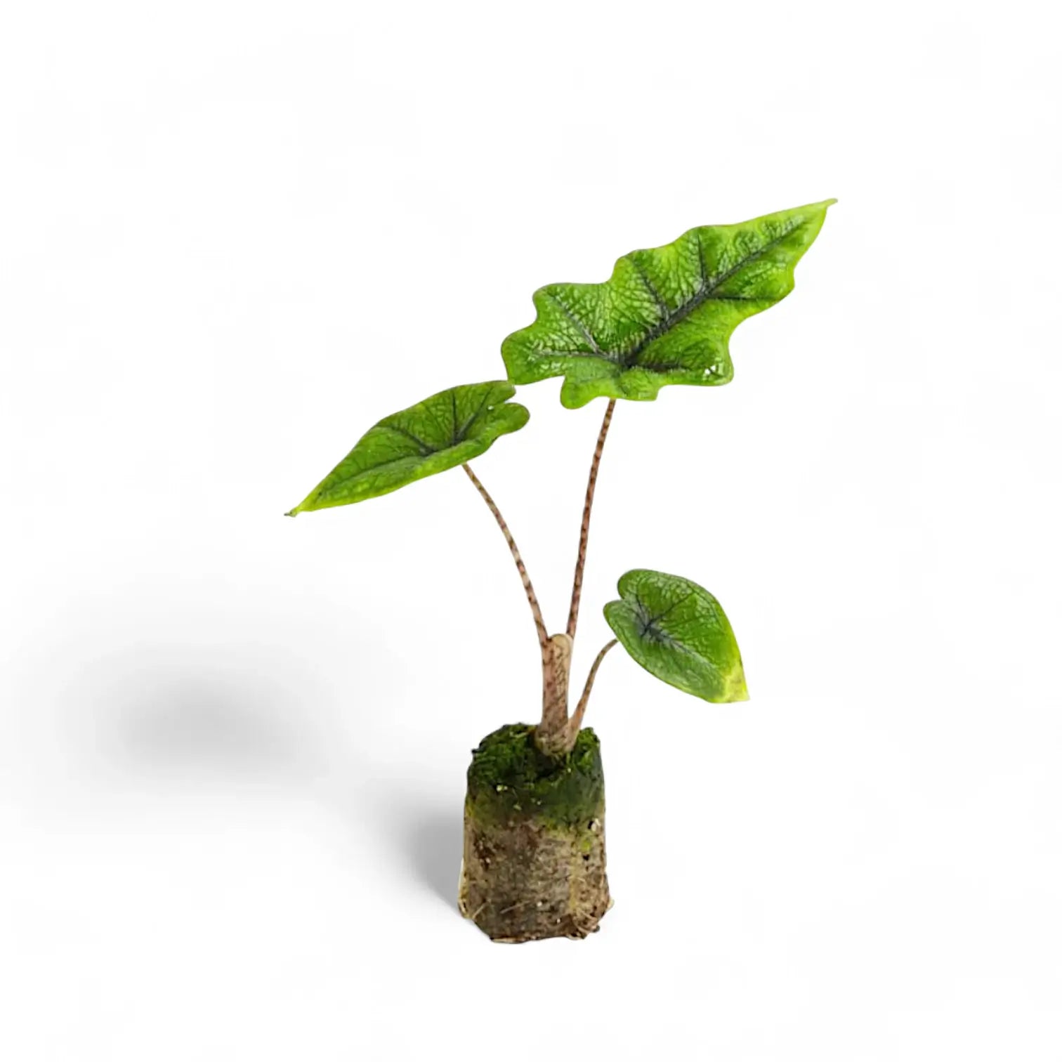 Alocasia 'Jacklyn' potted houseplant in nursery pot on white background, product photo 7.