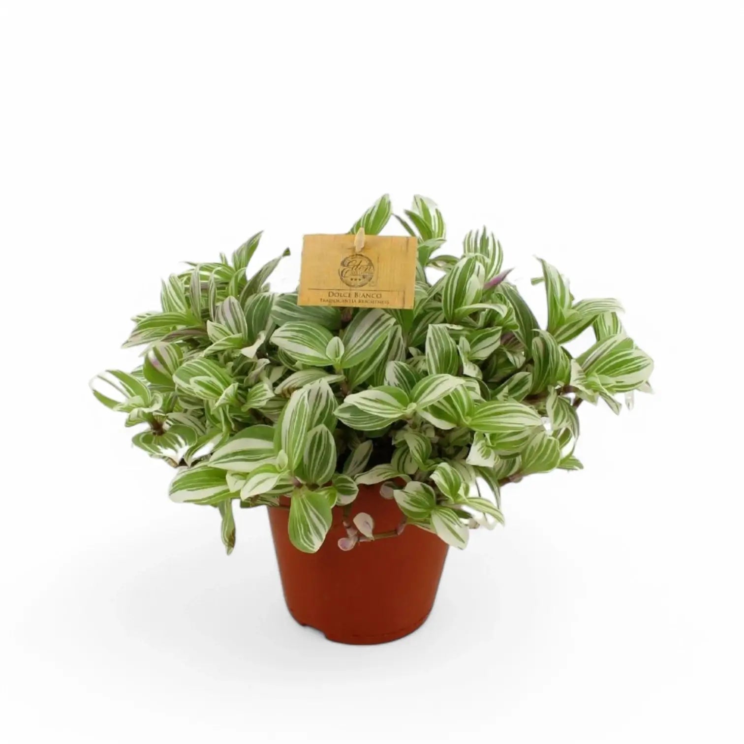 Tradescantia zebrina 'Brightness' potted houseplant in nursery pot on white background, product photo 3.