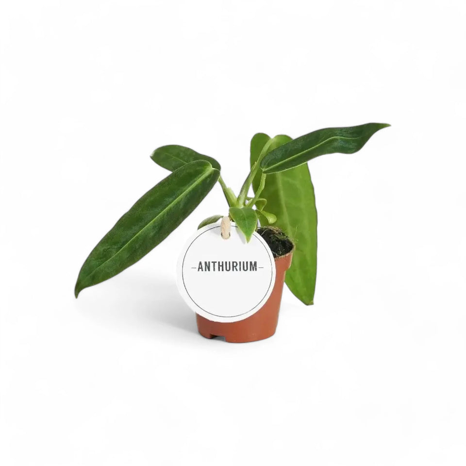 Anthurium warocqueanum potted houseplant in nursery pot on white background, product photo 7.