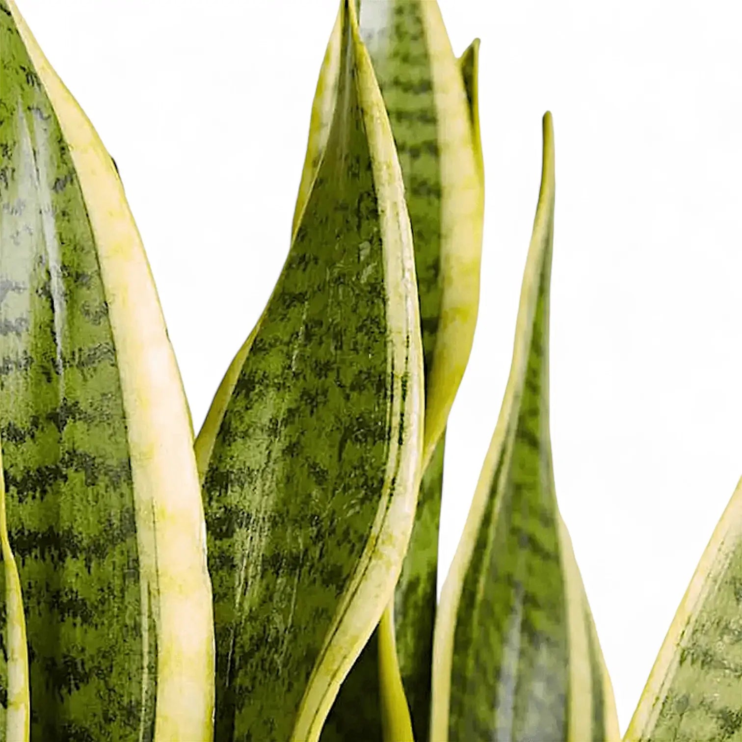 Dracaena (Sansevieria) trifasciata 'Laurentii' – Nahaufnahme eines Blatts vor weißem Hintergrund.