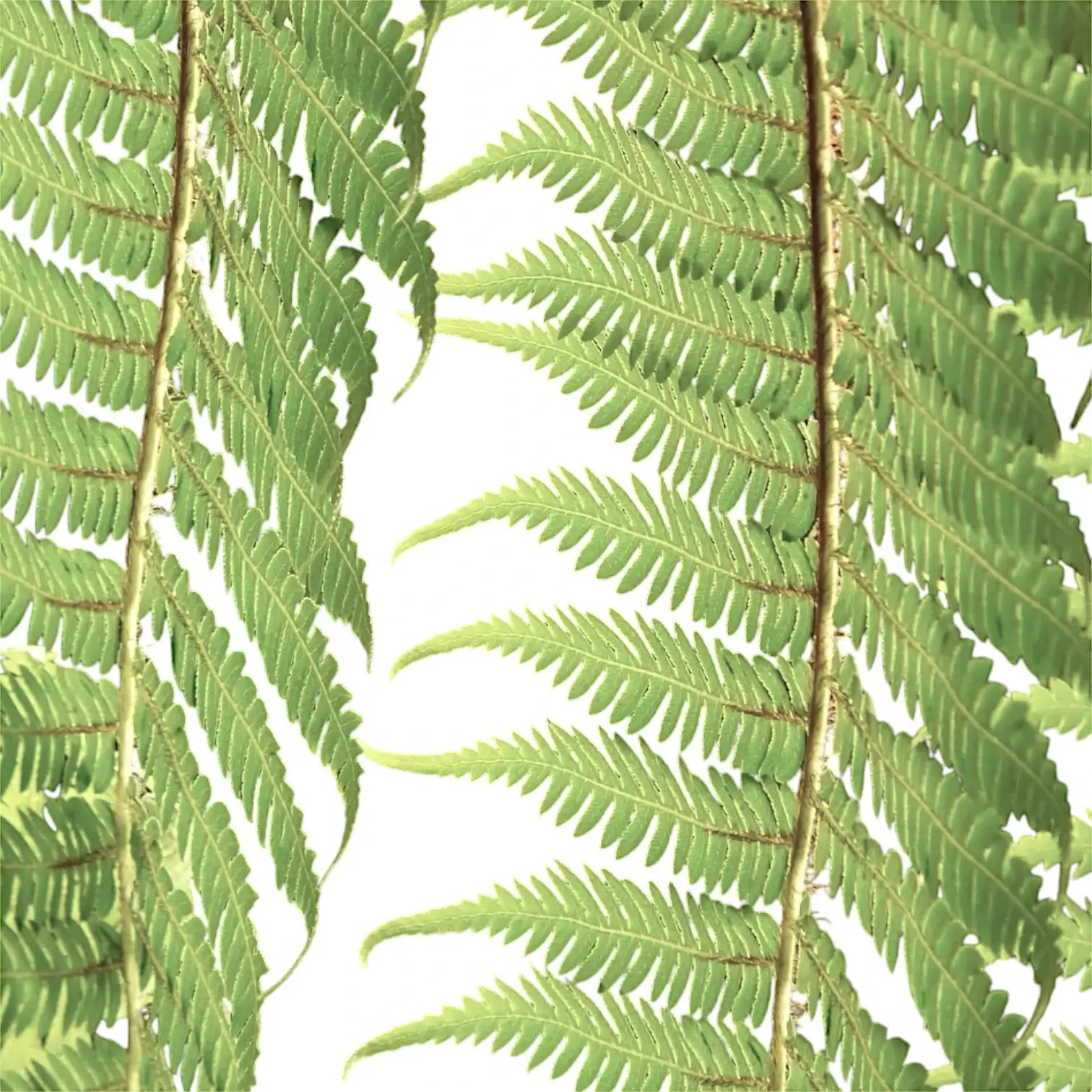 Dicksonia antarctica leaf close-up on white background.