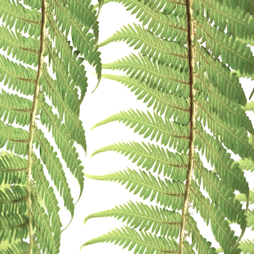 Nahaufnahme eines Wedels von Dicksonia antarctica vor weißem Hintergrund.