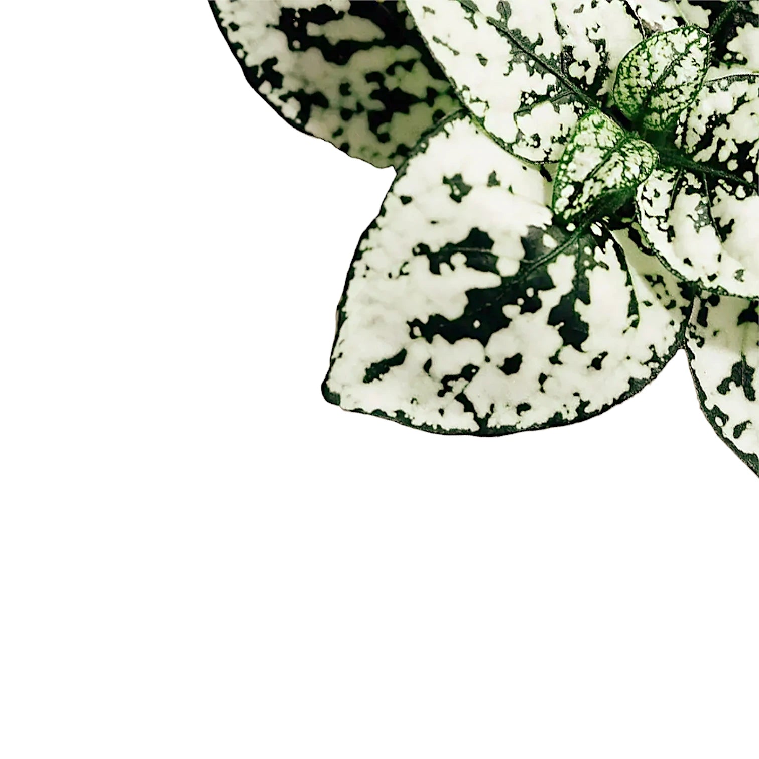 Hypoestes phyllostachya 'White' – Topfpflanze im Kulturtopf vor weißem Hintergrund, Produktfoto 4.