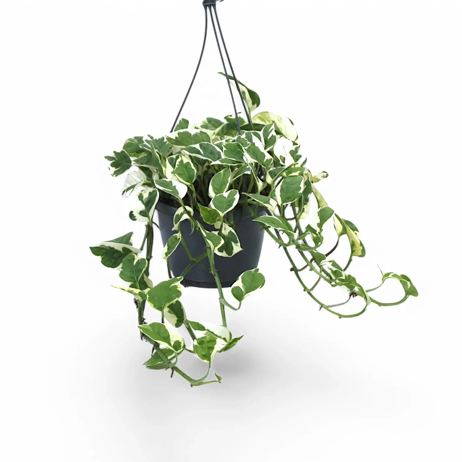 Epipremnum aureum 'N'Joy' potted houseplant in nursery pot on white background, product photo 10.