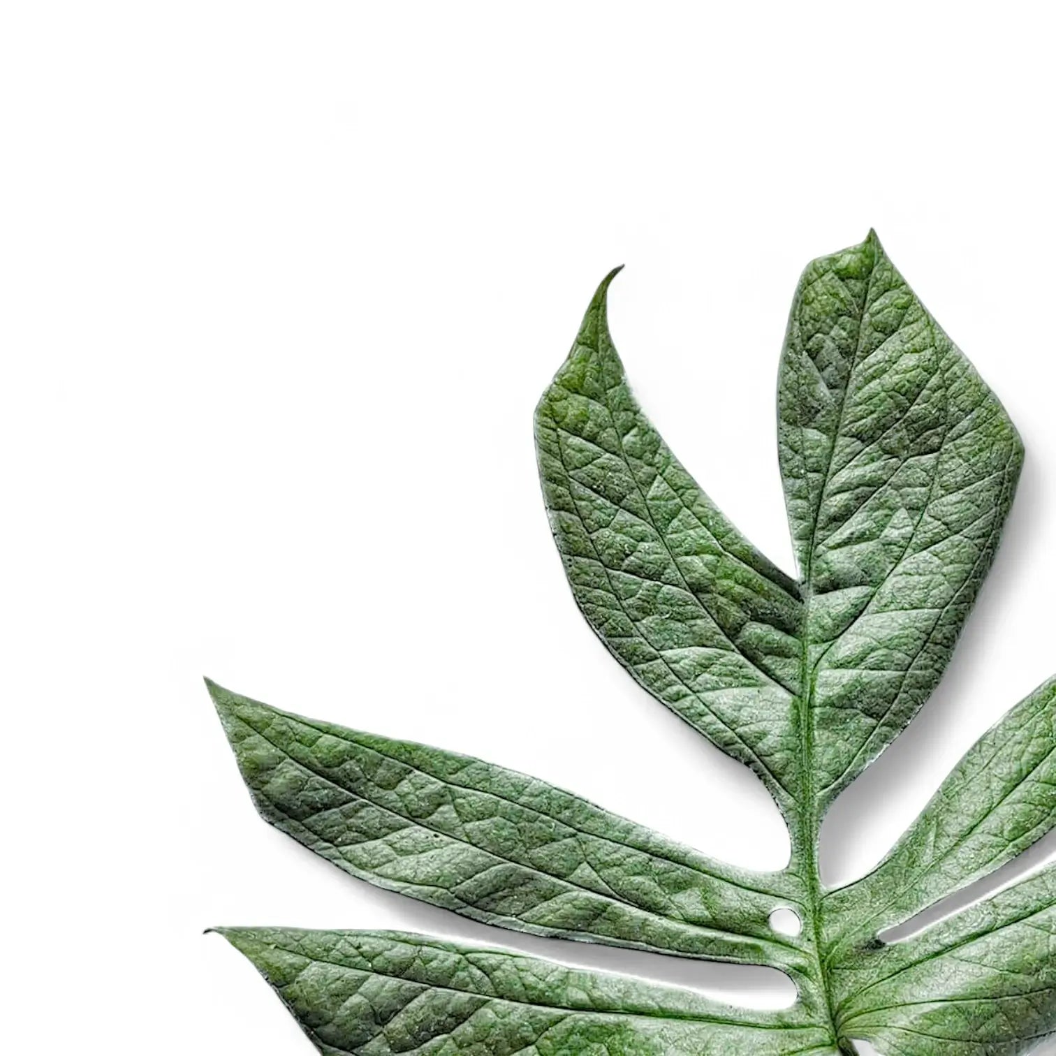 Amydrium medium 'Silver' ('Blue') – Nahaufnahme eines Blatts vor weißem Hintergrund.