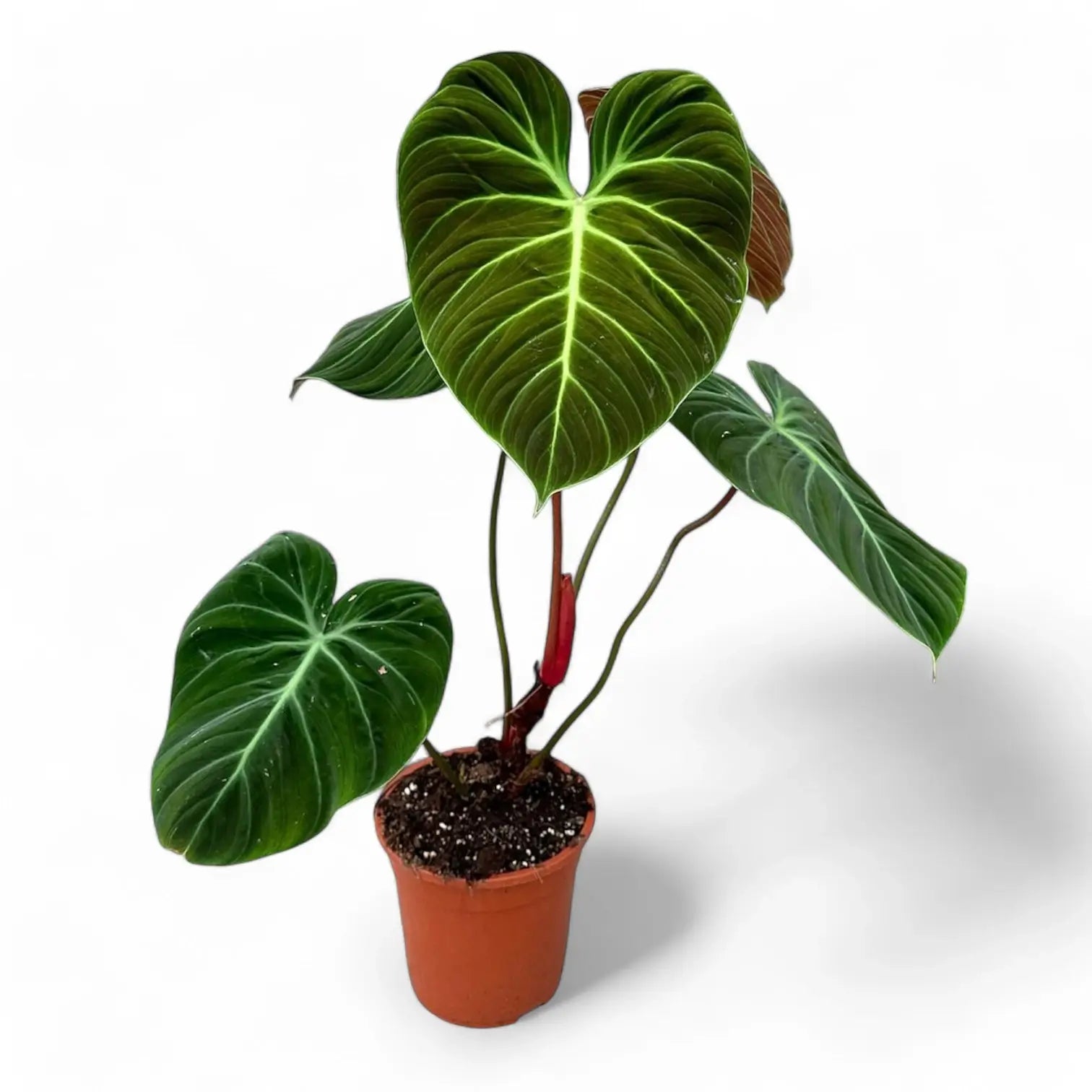 Philodendron 'El Choco red' (Philodendron rubrijuvenile) – Zimmerpflanze im Kulturtopf auf weißem Hintergrund, Produktfoto 1.
