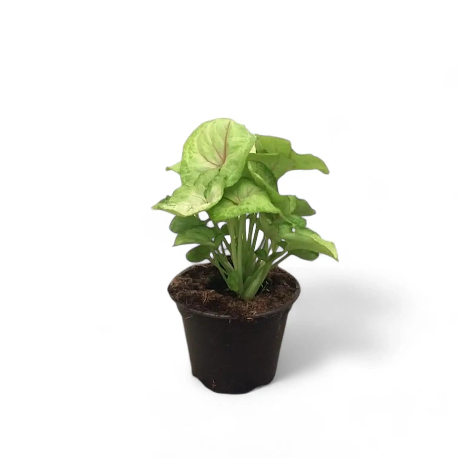 Syngonium podophyllum 'Mango allusion' potted houseplant in nursery pot on white background, product photo 5.