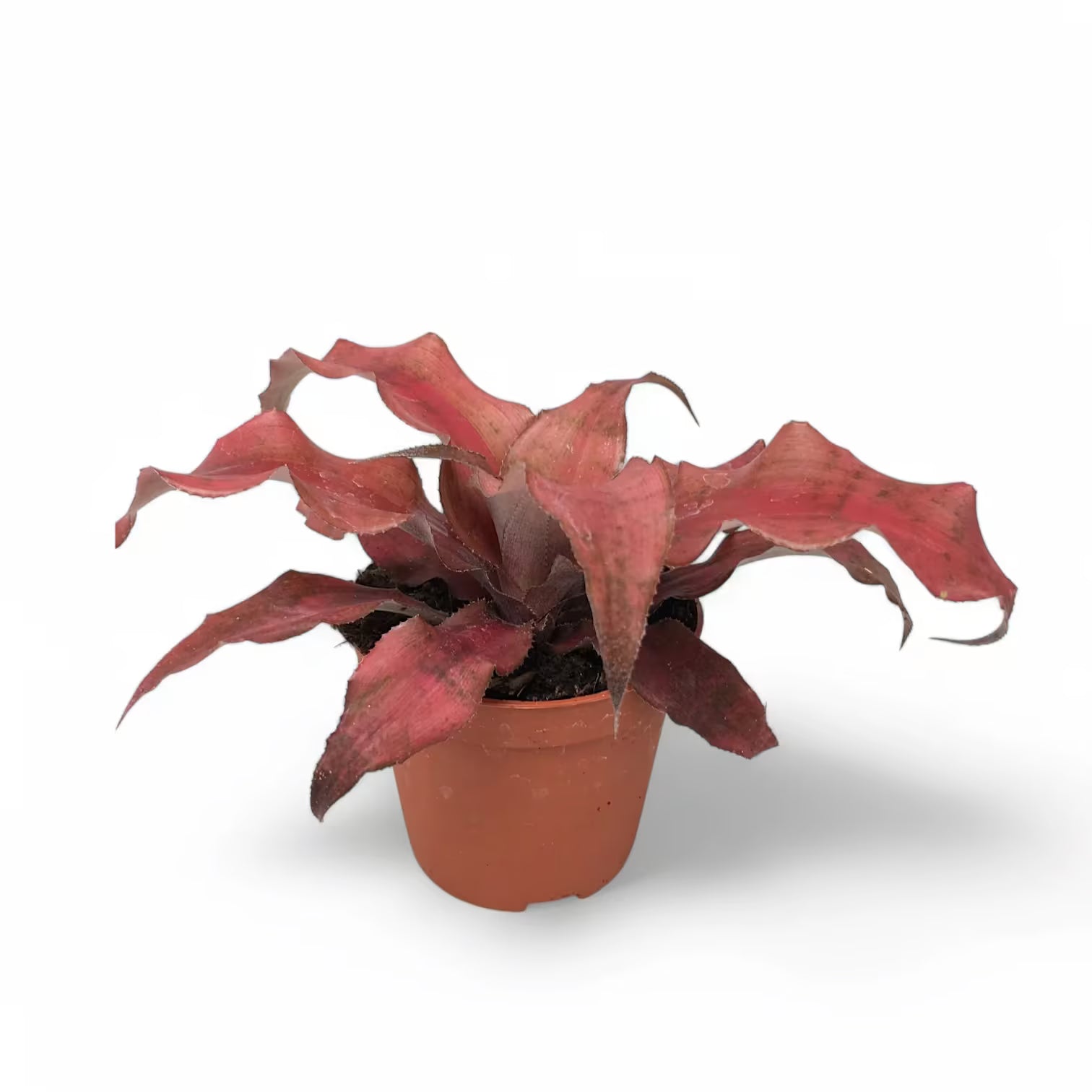 Cryptanthus âStrawberries Flambeâ â Topfpflanze im Kulturtopf vor weiĂem Hintergrund, Produktfoto 2.