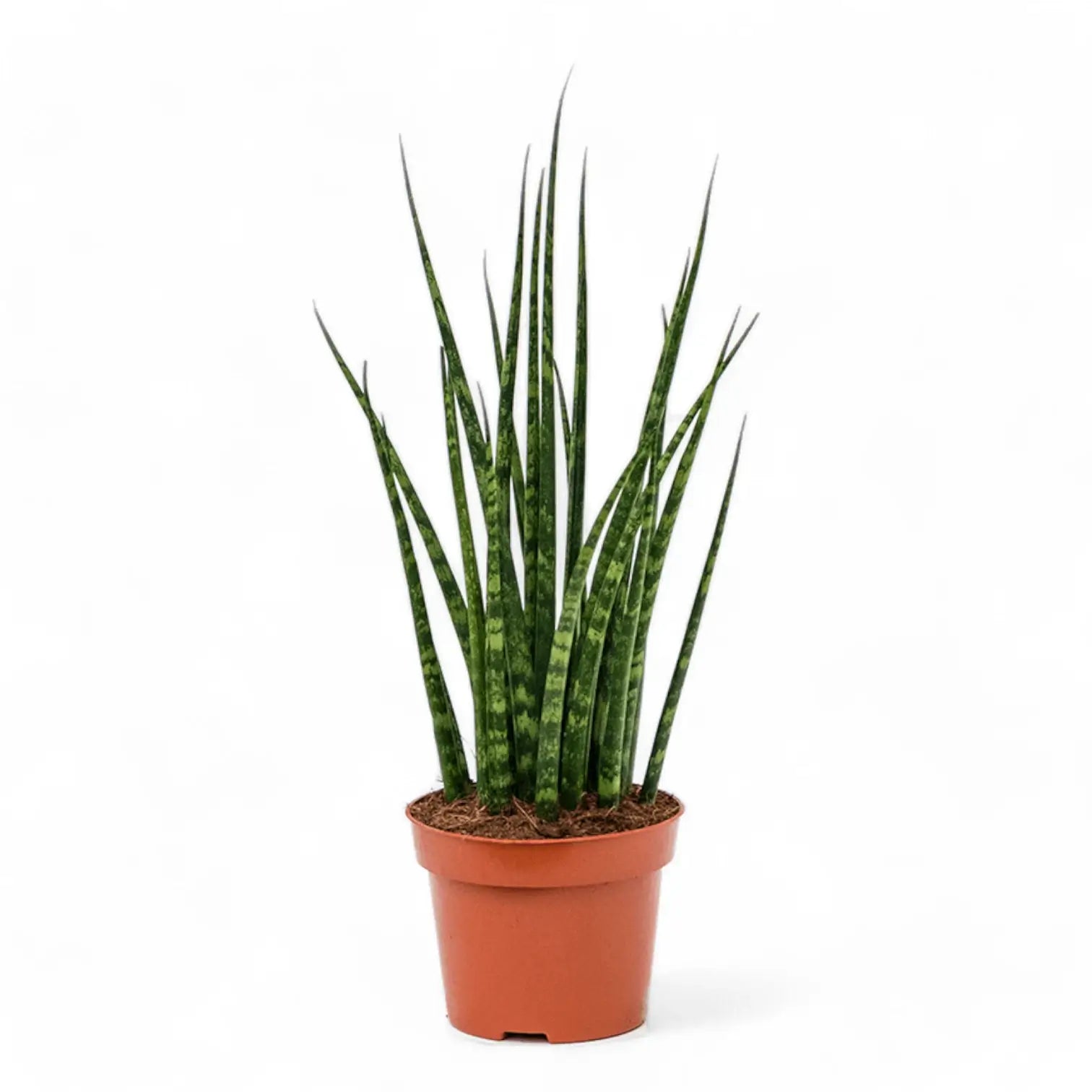 Dracaena (Sansevieria) bacularis 'Fernwood Mikado' potted houseplant in nursery pot on white background, product photo 5.