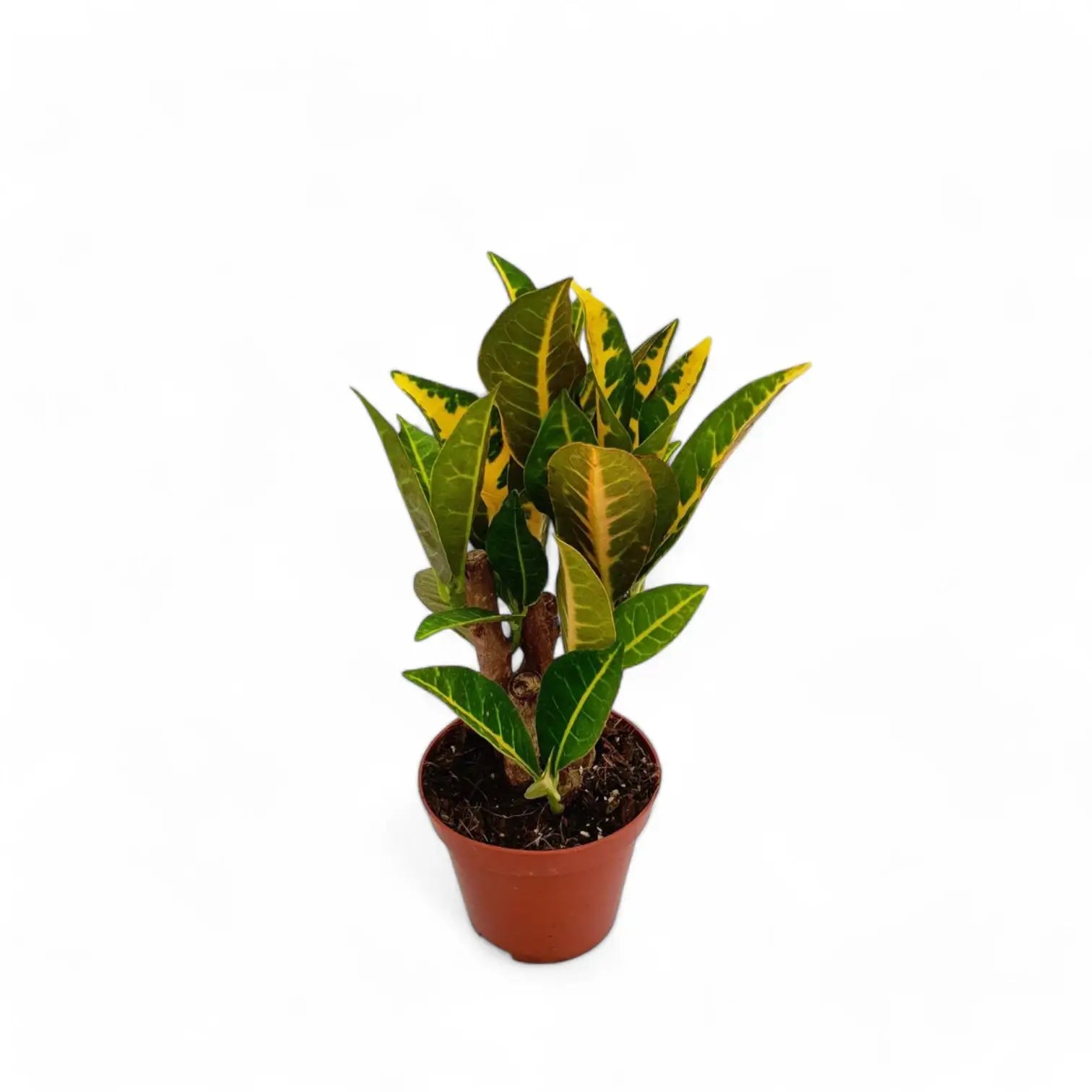 Codiaeum variegatum (Croton) 'Petra' potted houseplant in nursery pot on white background, product photo 4.