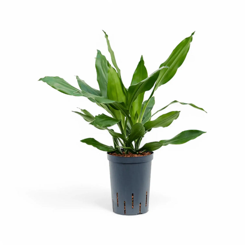 Dracaena fragrans 'Janet Lind' – Topfpflanze im Kulturtopf vor weißem Hintergrund, Produktfoto 3.
