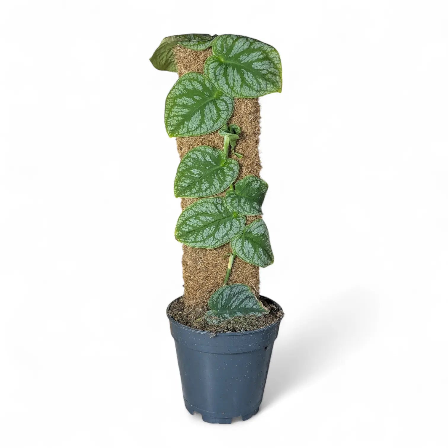 Monstera dubia potted houseplant in nursery pot on white background, product photo 2.