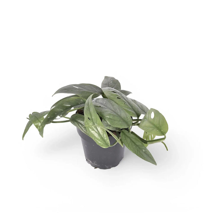 Epipremnum pinnatum 'Cebu Blue' potted houseplant in nursery pot on white background, product photo 2.