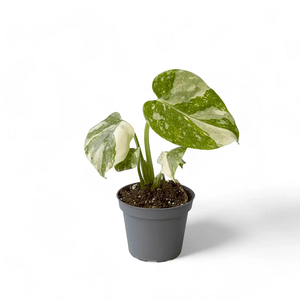 Monstera 'Thai Constellation' potted houseplant in nursery pot on white background, product photo 9.