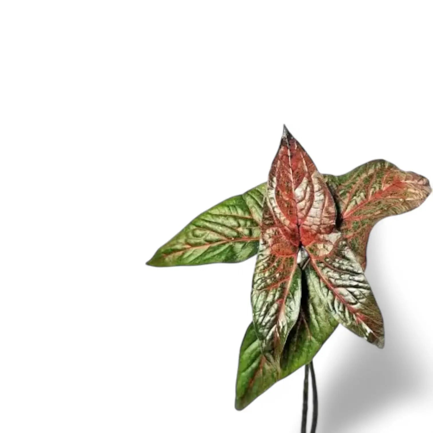 Cyrtosperma johnstonii – Nahaufnahme eines Blatts vor weißem Hintergrund.