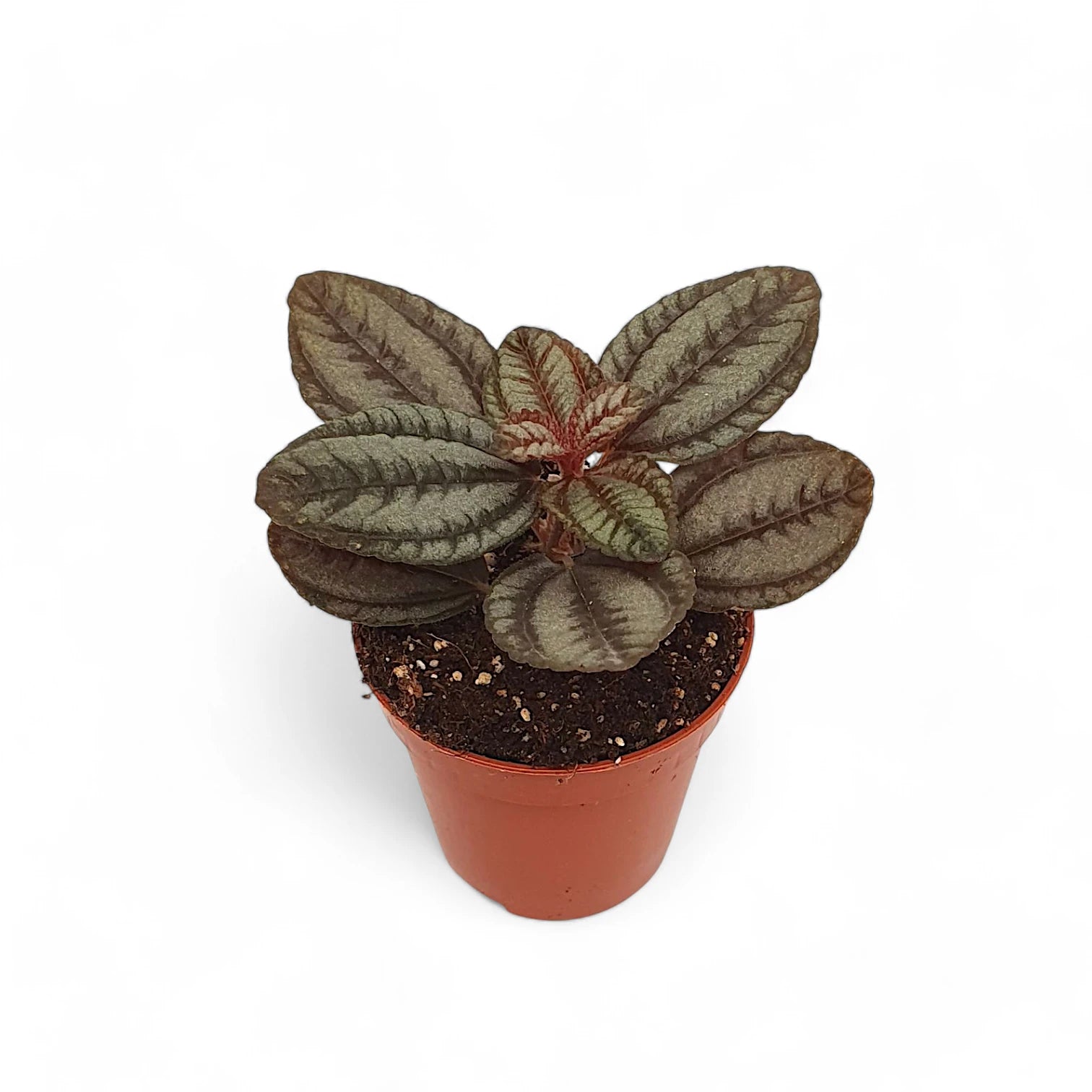 Pilea spruceana 'Norfolk' potted houseplant in nursery pot on white background, product photo 4.