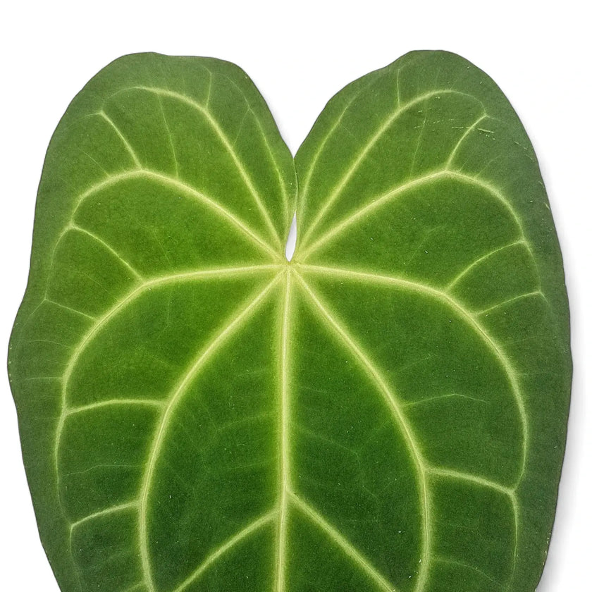 Nahaufnahme eines Blatts von Anthurium magnificum vor weißem Hintergrund.