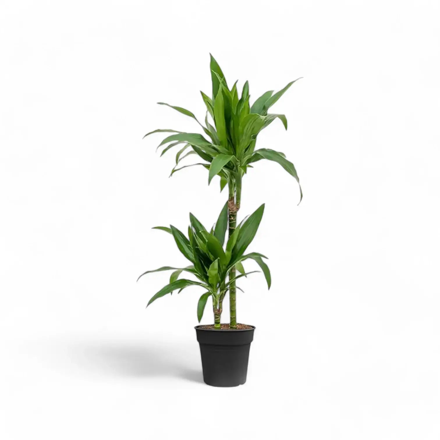 Dracaena fragrans 'Janet Craig' – Topfpflanze im Kulturtopf vor weißem Hintergrund, Produktfoto 6.
