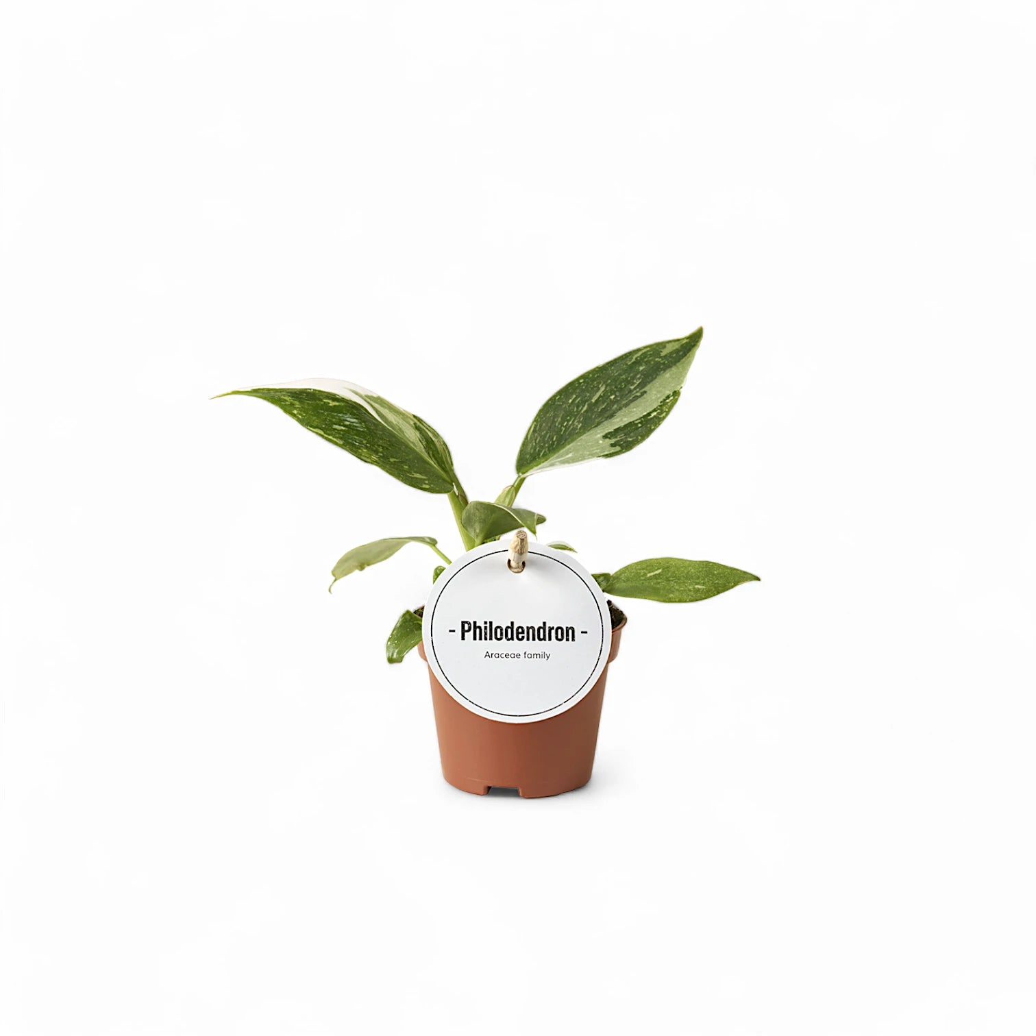 Philodendron 'White Princess' potted houseplant in nursery pot on white background, product photo 6.