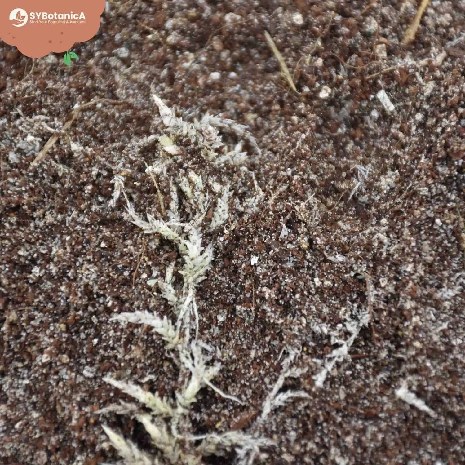 Carnivorous Plant Soil Mix on white background, product photo 6.