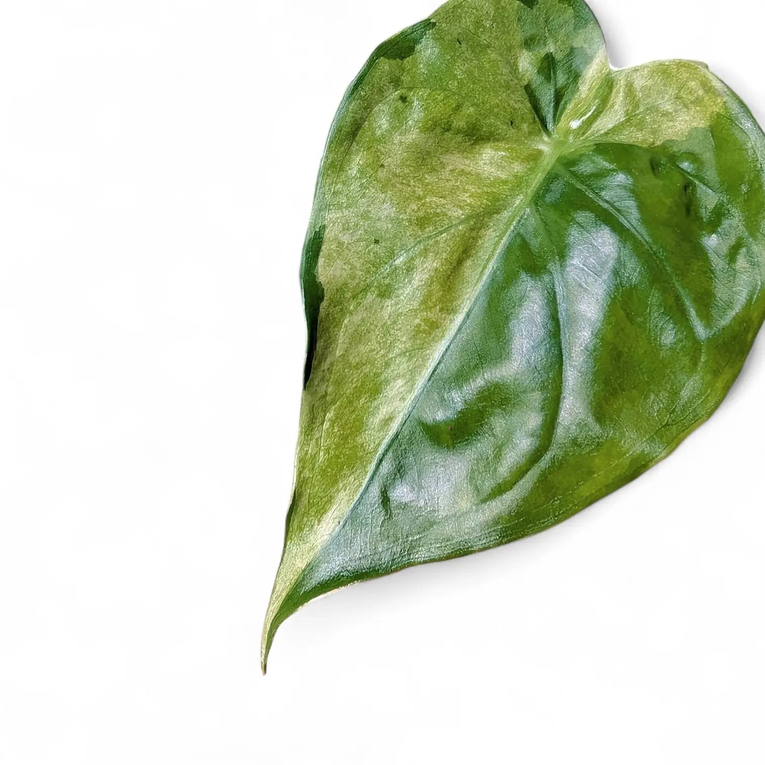 Nahaufnahme eines Blatts von Alocasia cucullata 'Mint' vor weißem Hintergrund.