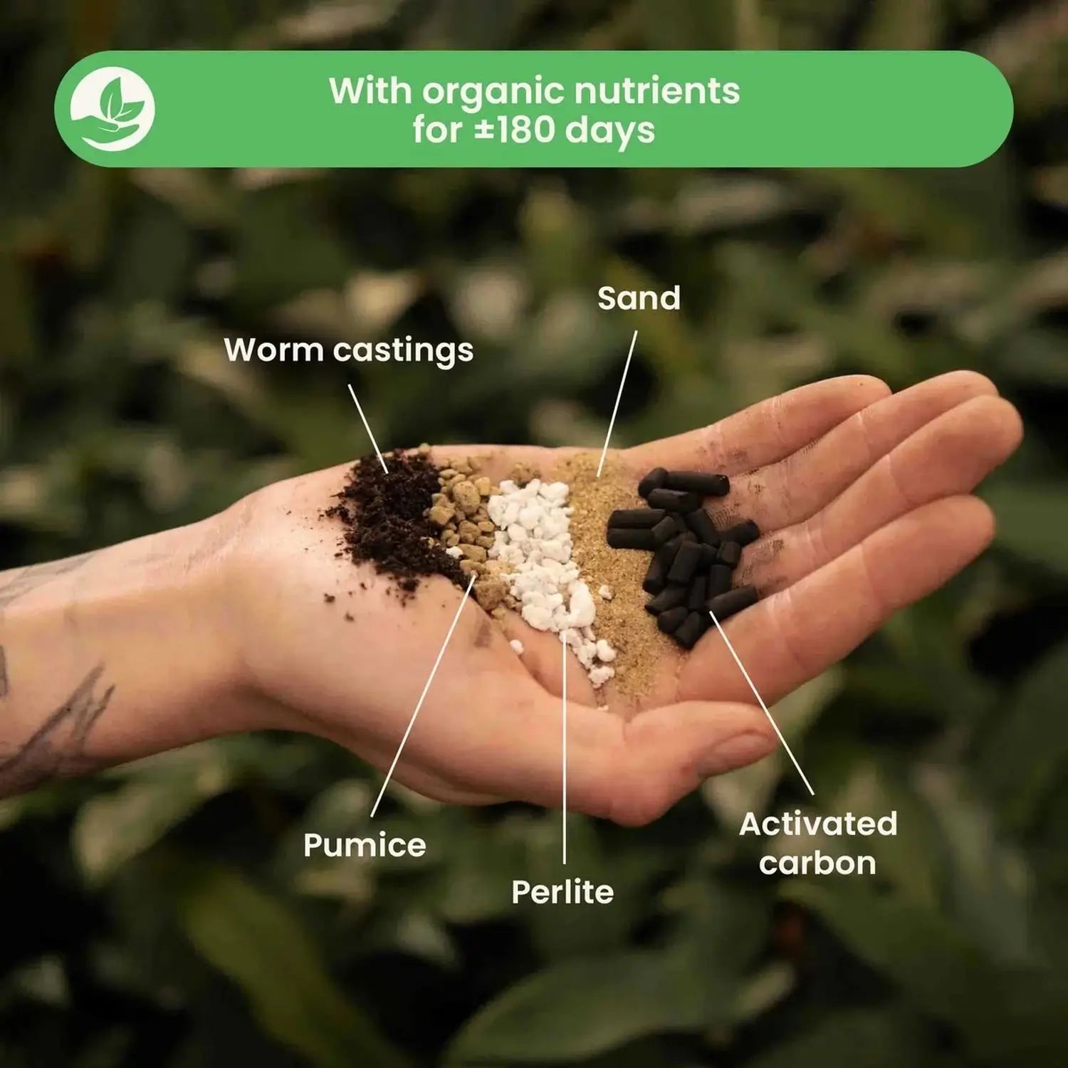 Lithops- & Split-Rock-Substratmischung auf weiĂem Hintergrund, Produktfoto 3.