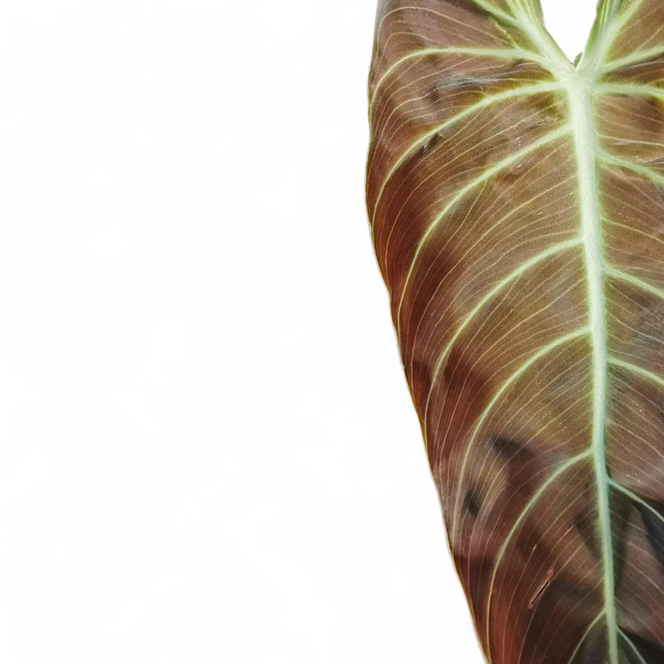 Philodendron melanochrysum leaf close-up on white background.