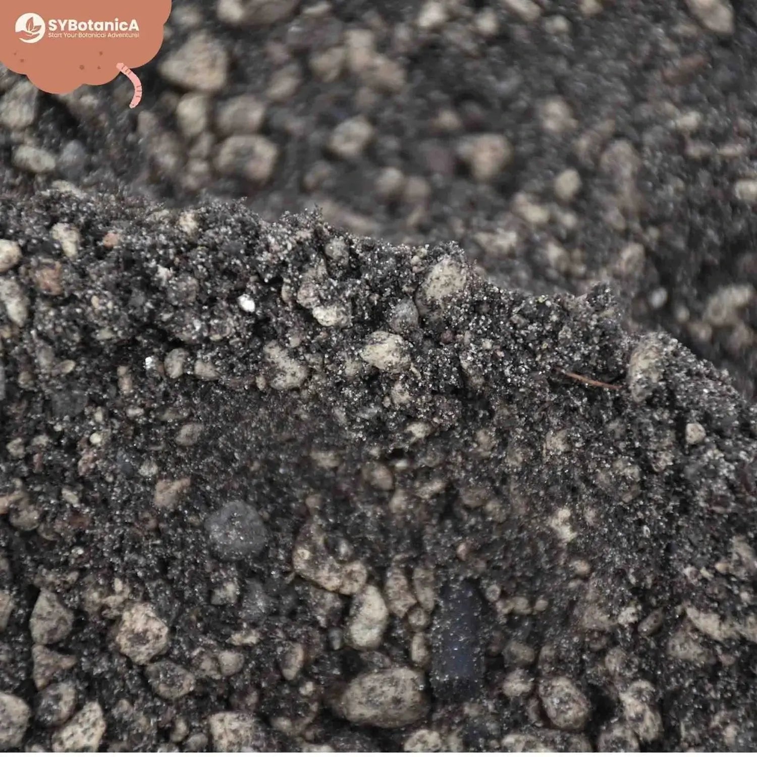 Lithops- & Split-Rock-Substratmischung auf weiĂem Hintergrund, Produktfoto 8.