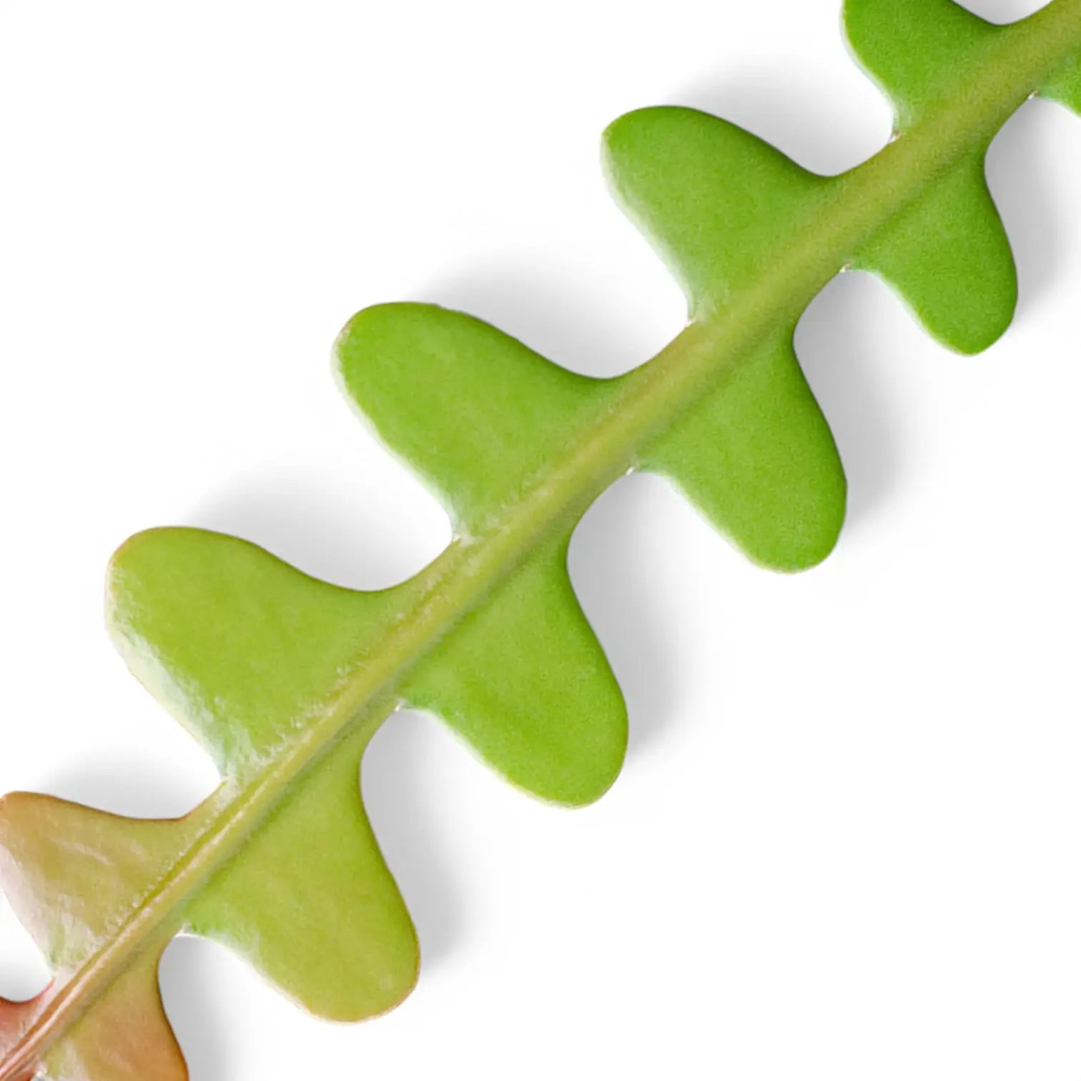 Disocactus ( Epiphyllum ) anguliger – Nahaufnahme eines Blatts vor weißem Hintergrund.