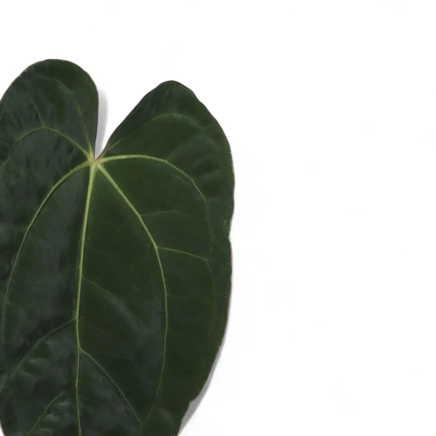 Anthurium 'Dark Phoenix' â Topfpflanze im Kulturtopf vor weiĂem Hintergrund, Produktfoto 6.