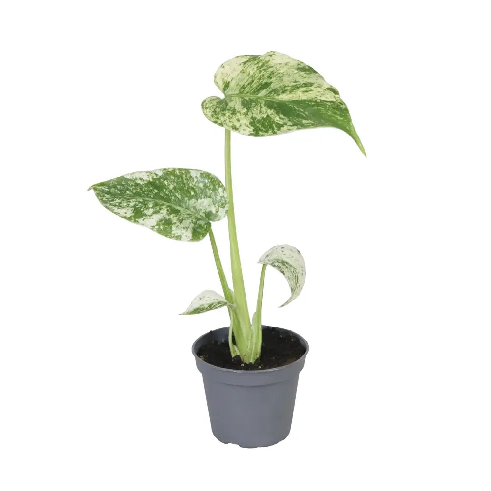 Monstera deliciosa variegata 'Mint' â Zimmerpflanze im Kulturtopf auf weiĂem Hintergrund, Produktfoto 2.