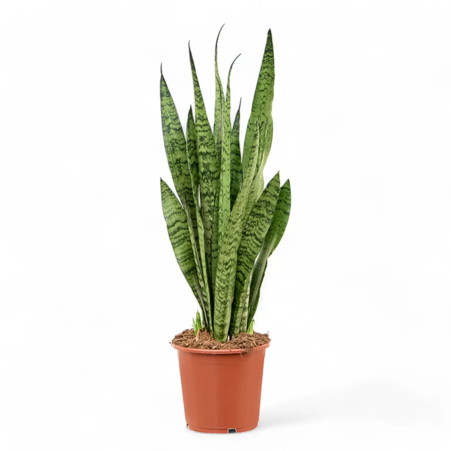 Dracaena (Sansevieria) zeylanica potted houseplant in nursery pot on white background, product photo 9.