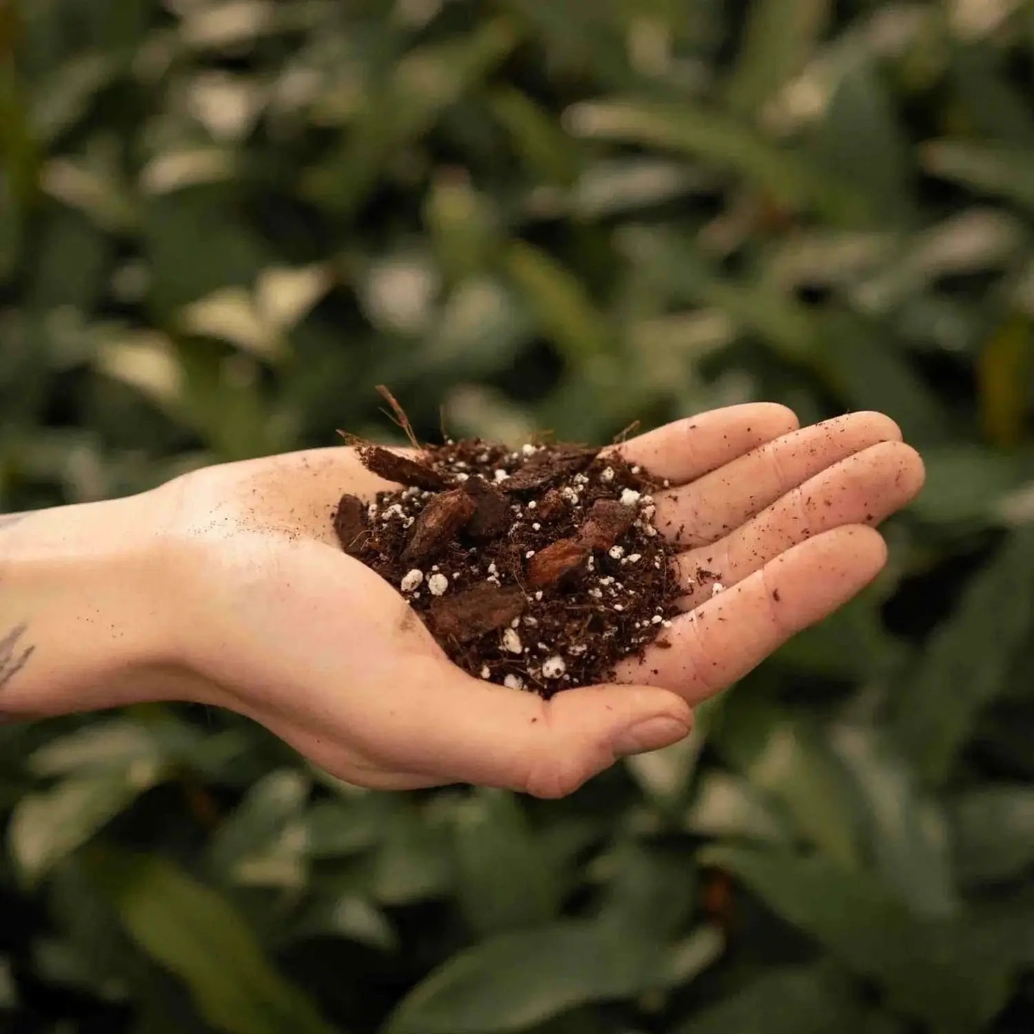 Anthurium Soil Mix on white background, product photo 4.