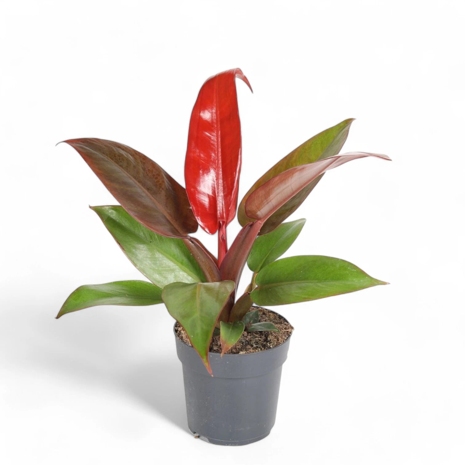 Philodendron 'Red Sun' potted houseplant in nursery pot on white background, product photo 4.