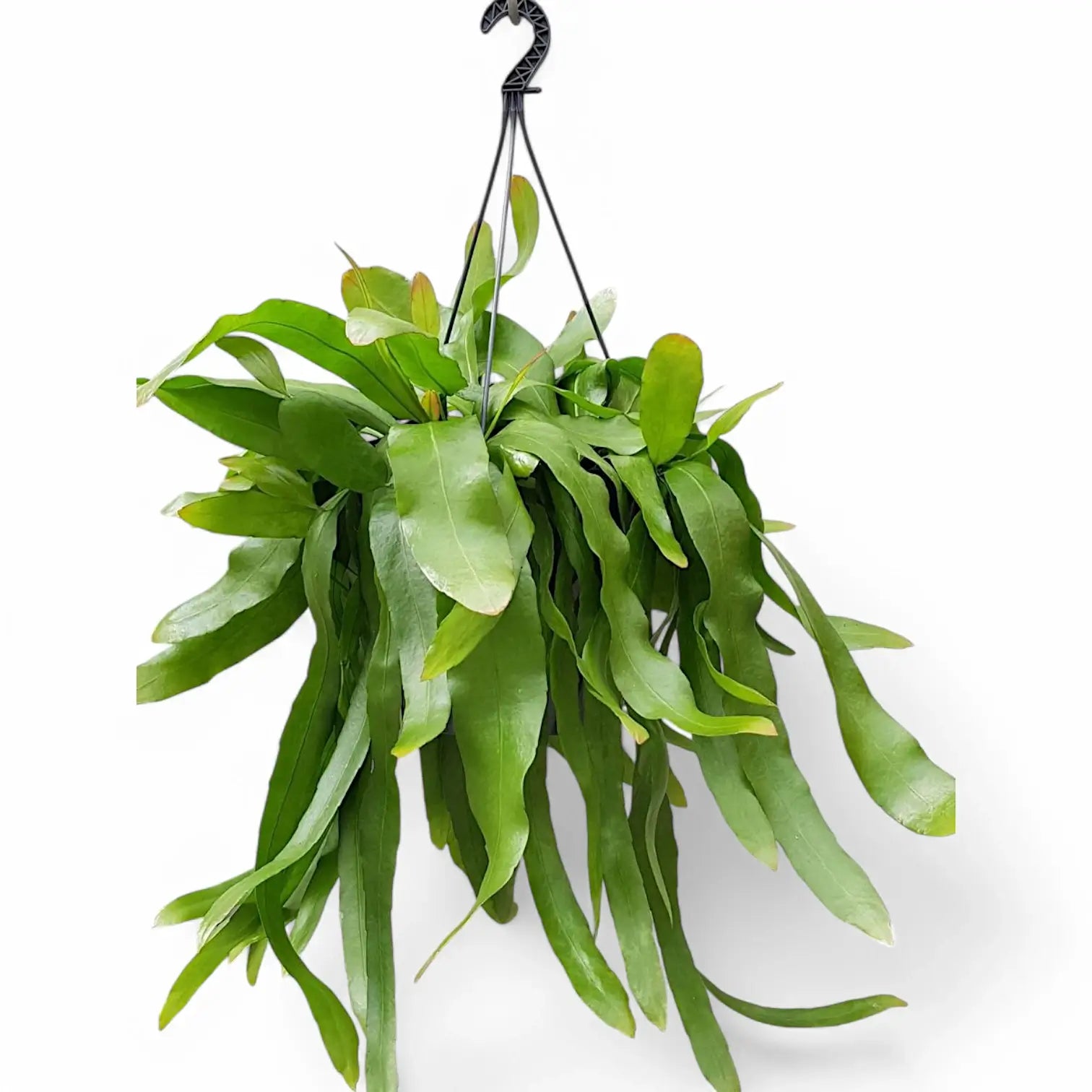 Epiphyllum pumilum potted houseplant in nursery pot on white background, product photo 3.