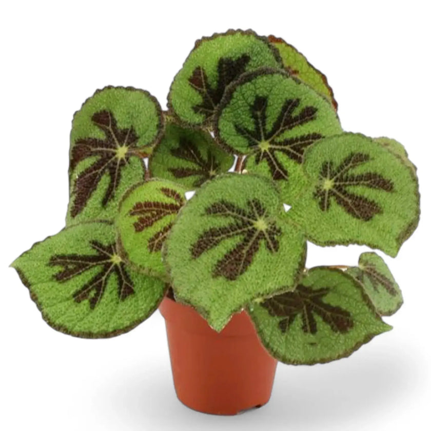 Begonia masoniana 'Rock' potted houseplant in nursery pot on white background, product photo 2.