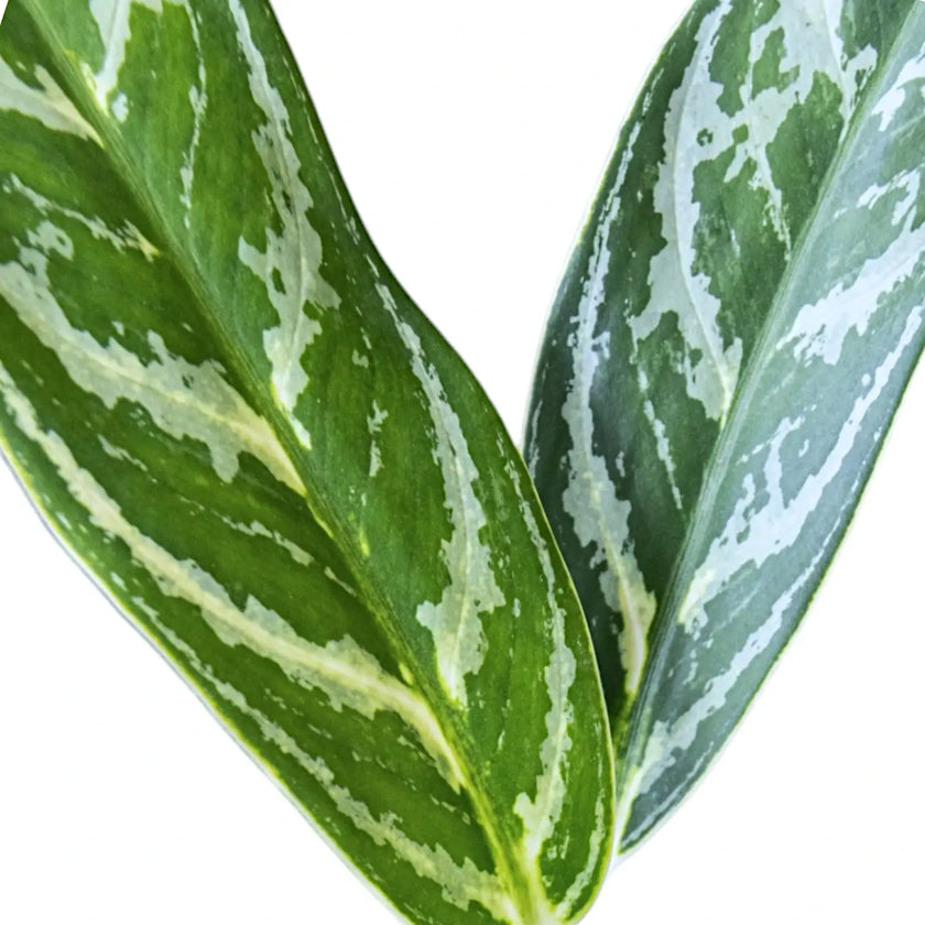 Nahaufnahme eines Blatts von Aglaonema 'Ivy Green' vor weißem Hintergrund.