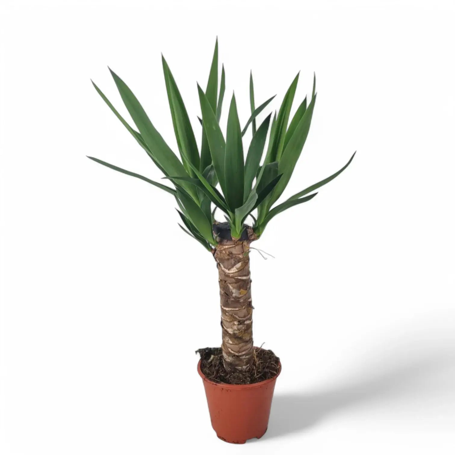 Yucca gigantea potted houseplant in nursery pot on white background, product photo 6.