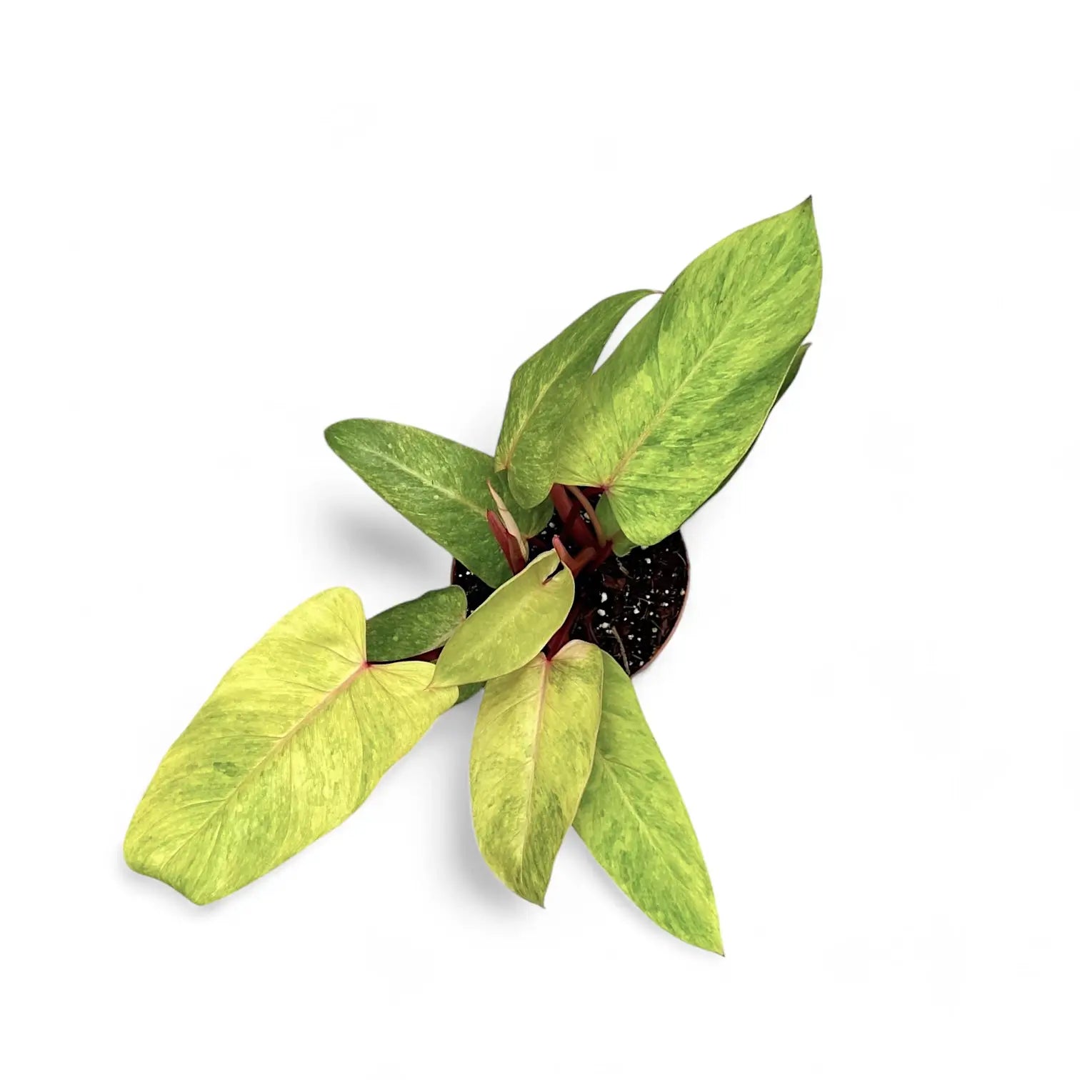 Philodendron 'Painted lady' – Zimmerpflanze im Kulturtopf auf weißem Hintergrund, Produktfoto 5.