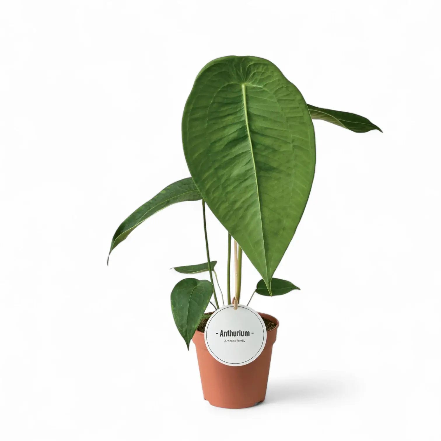 Anthurium peltigerum – Topfpflanze im Kulturtopf vor weißem Hintergrund, Produktfoto 8.