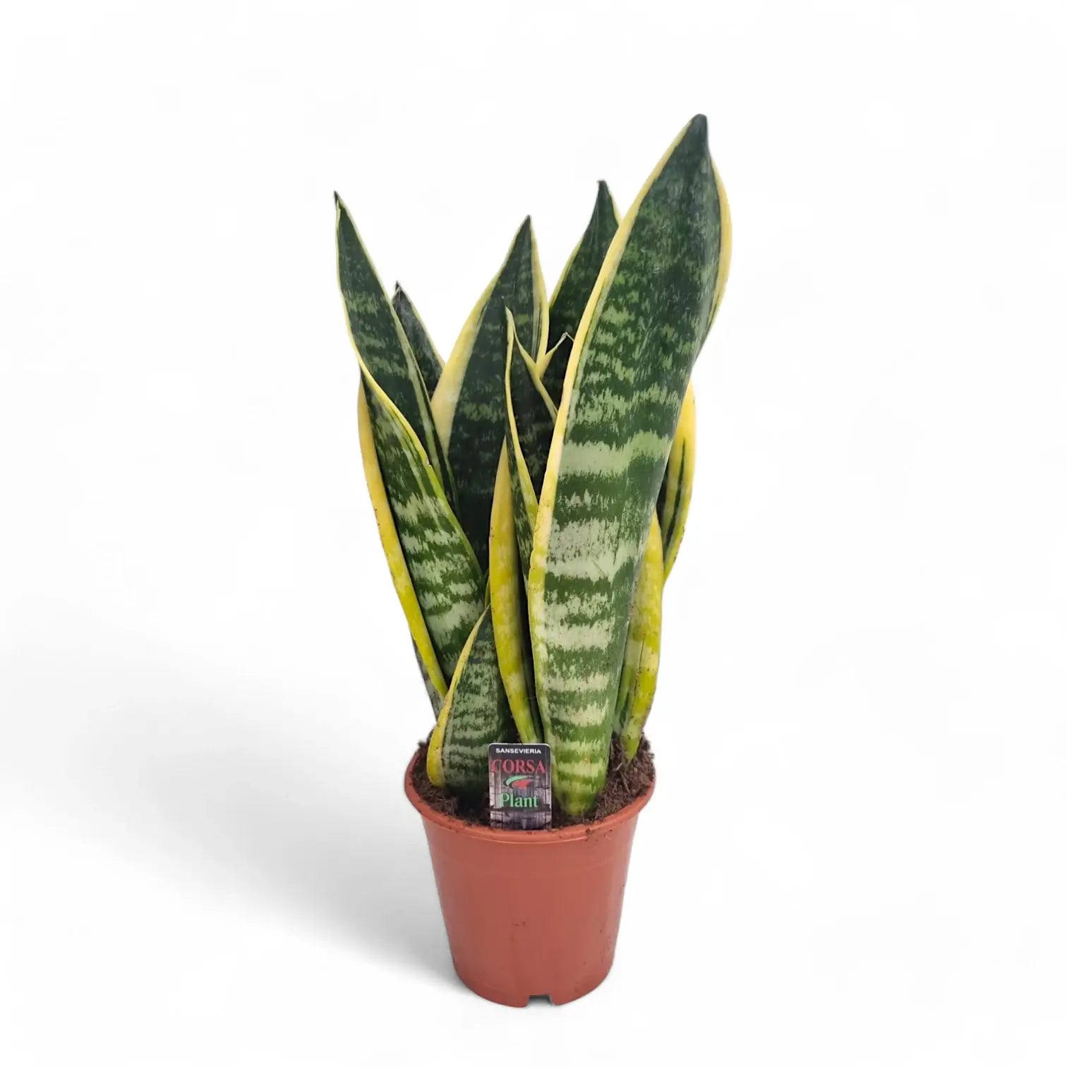 Dracaena (Sansevieria) trifasciata 'Superba' – Topfpflanze im Kulturtopf vor weißem Hintergrund, Produktfoto 6.