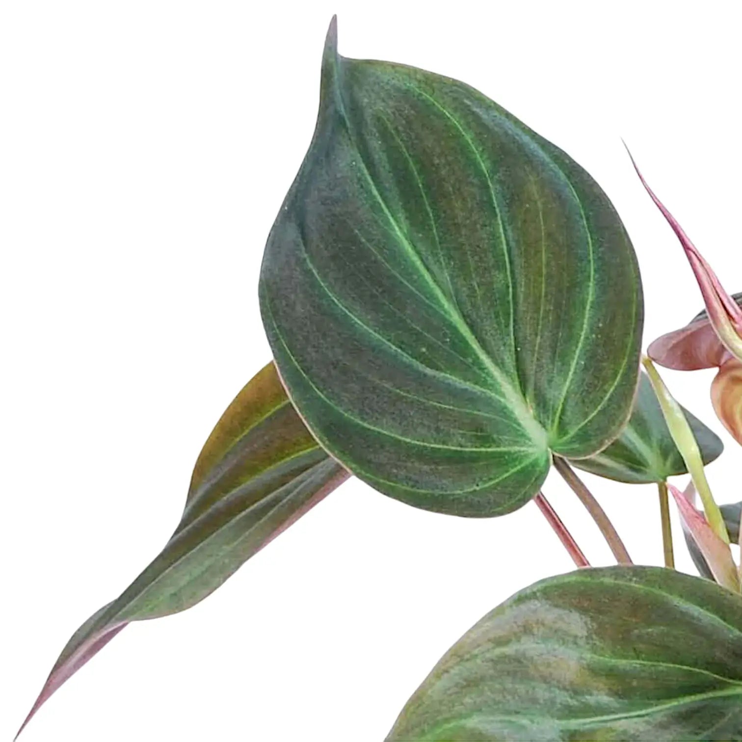 Nahaufnahme von Philodendron micans (Philodendron hederaceum var. hederaceum) vor weiĂźem Hintergrund.