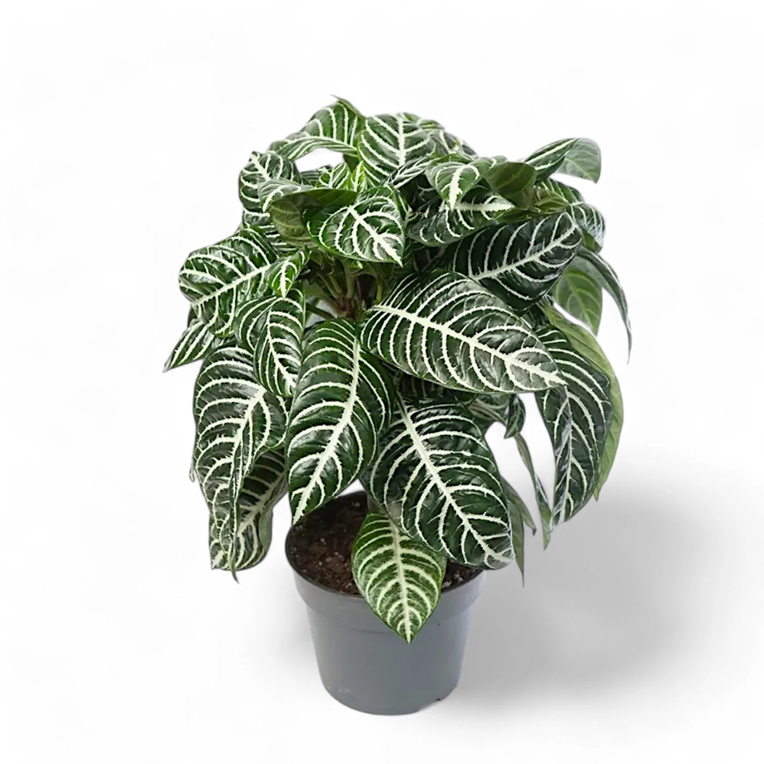 Aphelandra squarrosa – Zimmerpflanze im Kulturtopf auf weißem Hintergrund, Produktfoto 4.