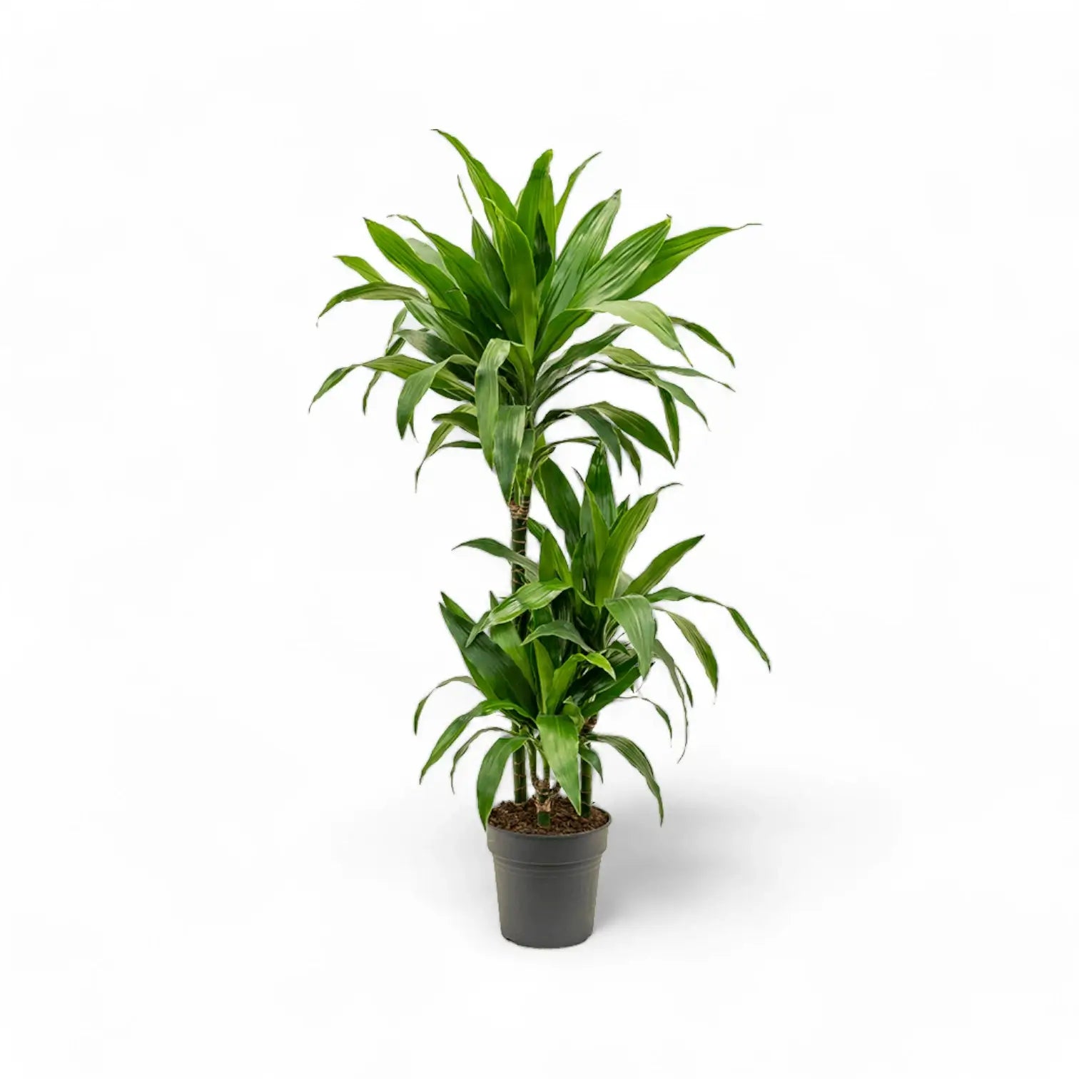 Dracaena fragrans 'Janet Craig' potted houseplant in nursery pot on white background, product photo 8.