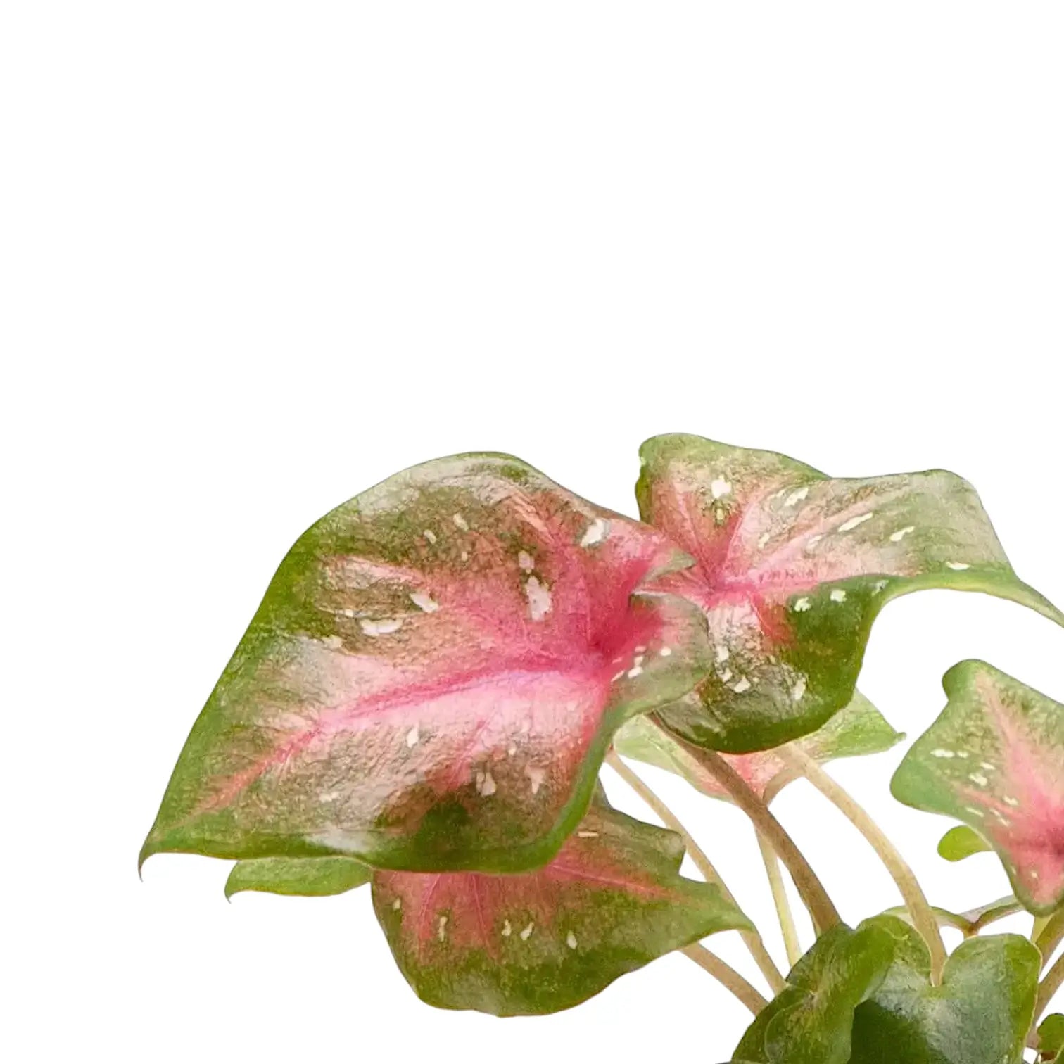 Caladium 'Casey' – Blatt-Detailaufnahme auf weißem Hintergrund.