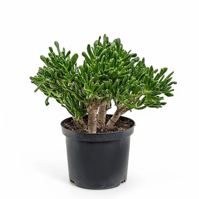 Crassula ovata 'Horn Tree' – Topfpflanze im Kulturtopf vor weißem Hintergrund, Produktfoto 2.