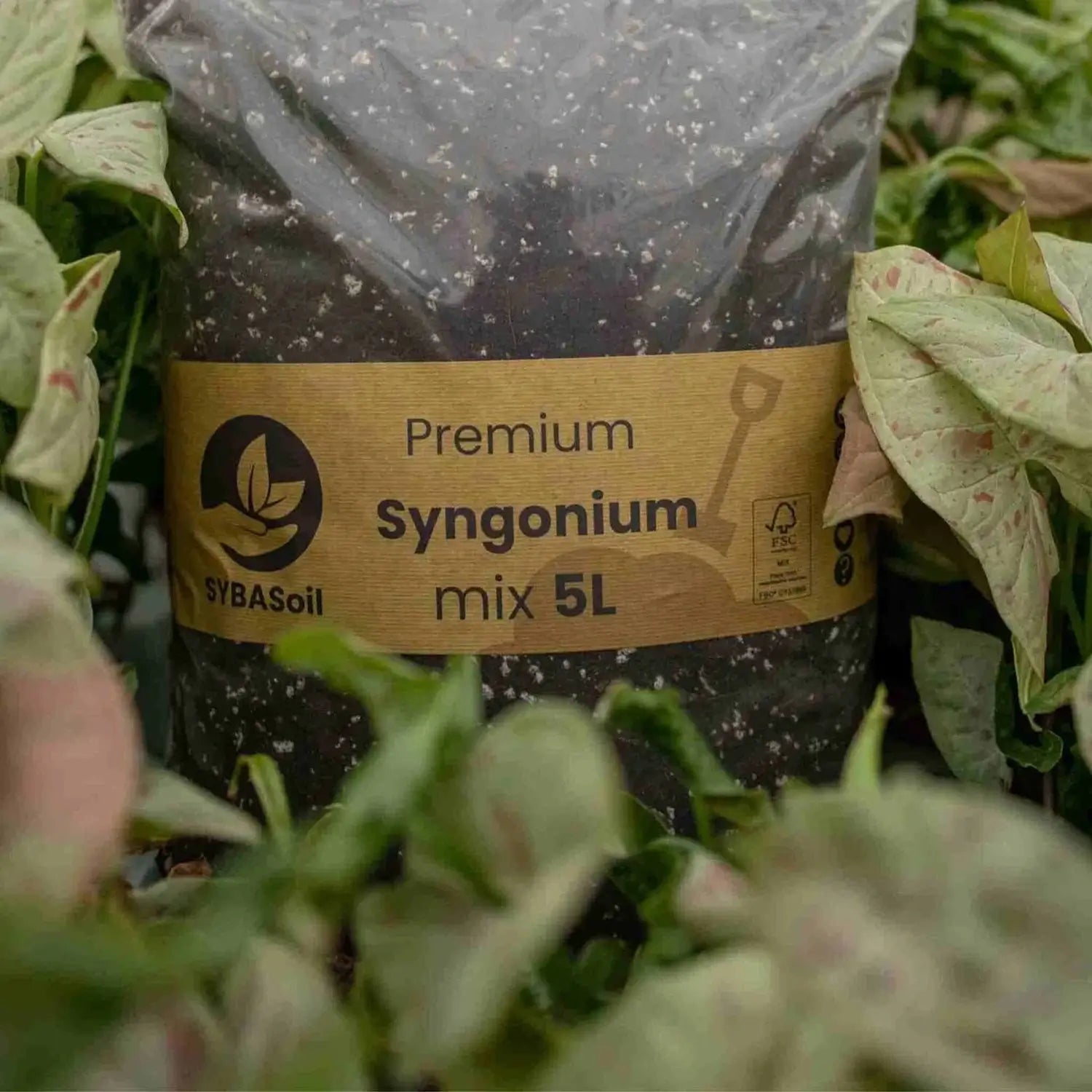 Syngonium-Substratmischung auf weißem Hintergrund, Produktfoto 8.
