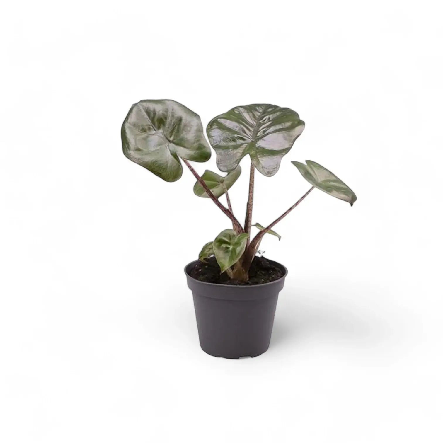 Alocasia 'Yucatan princess' potted houseplant in nursery pot on white background, product photo 4.
